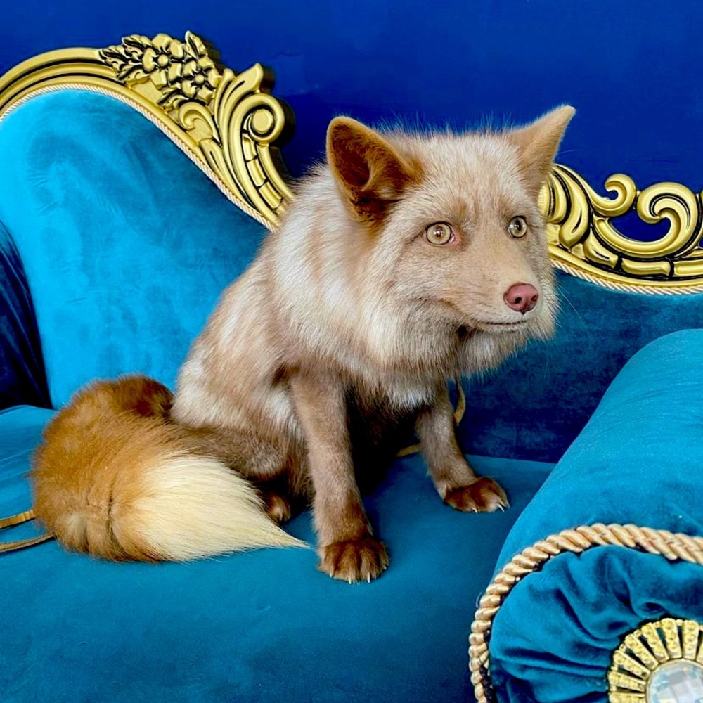 Meet your Posher, Lou 🌹